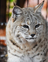 Bobcat