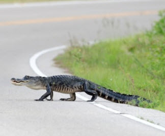 AlligatorInRoad