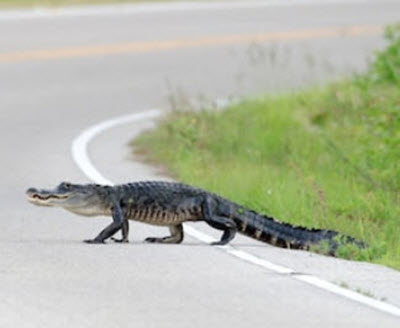 AlligatorInRoad