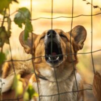 DogFence DogFence