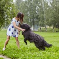 __DogAttack